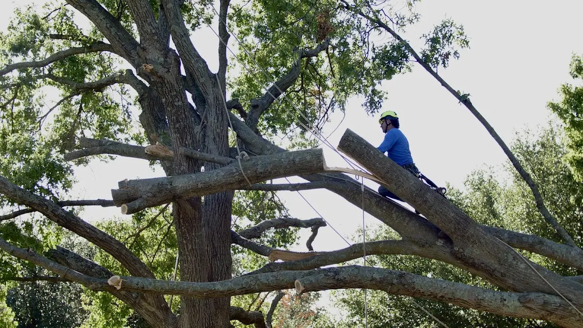Professional Crown Thinning performed by certified arborists in Rockport
